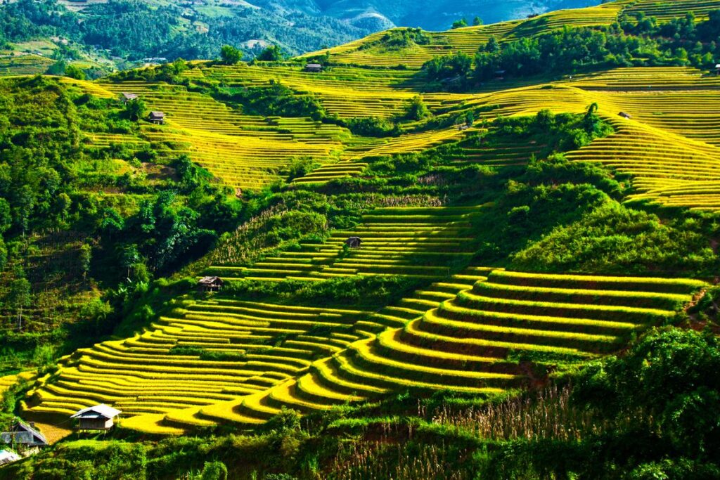 Ruộng bậc thang Hoàng Su Phì